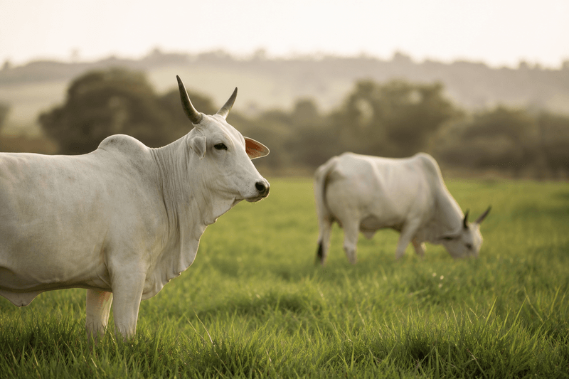 Heritage cattle grazing in open pastures